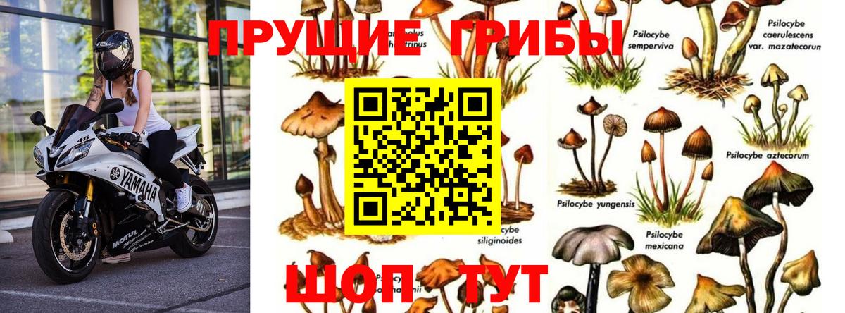 купить наркотики цена  Галлюциногенные грибы Psilocybe  Вход с VPN  Мелеуз 